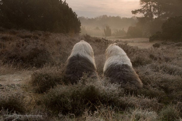 old-english-sheepdog-dog-sisters-sophie-sarah-cees-bol-4