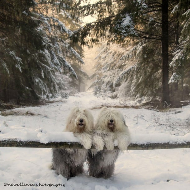 old-english-sheepdog-dog-sisters-sophie-sarah-cees-bol-7