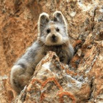Ili Pika