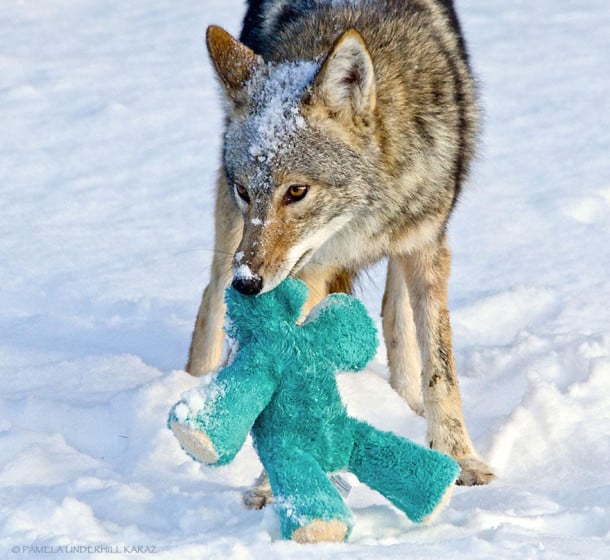 toy-thief-10__880
