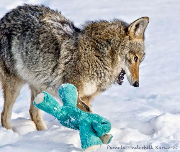 toy-thief-12__880