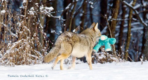 toy-thief-31