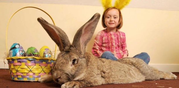 UK: Worlds biggest bunny