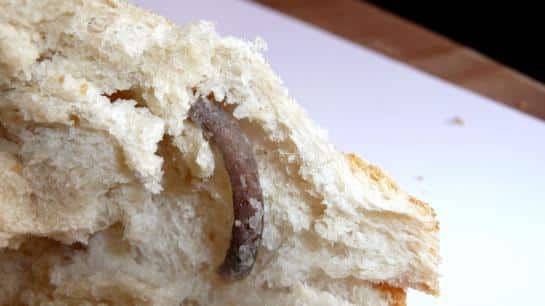 sandwich