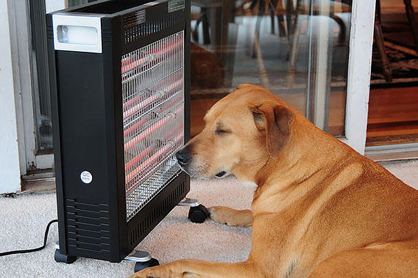 animals-love-warmth-6__605