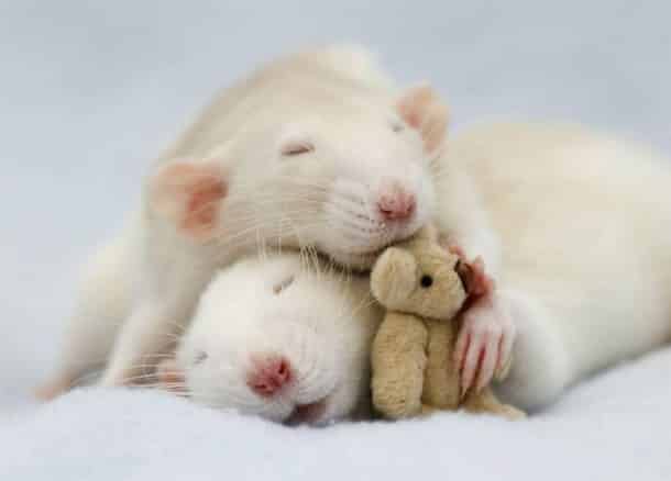 cute-pet-rats-16__880