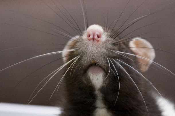 cute-pet-rats-22__880