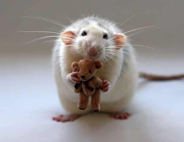 cute-pet-rats-26__880