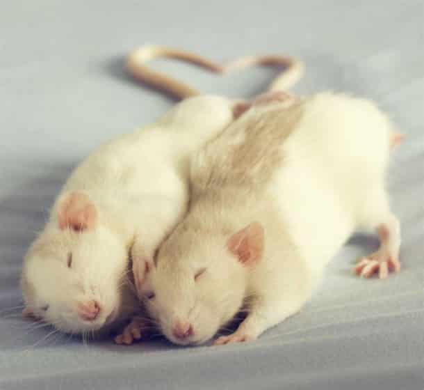 cute-pet-rats-33__880