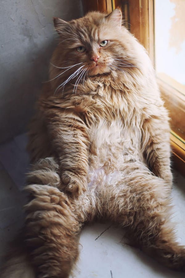 Les 20 chats domestiques les plus gros au monde