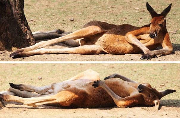 kangaroo-who-loves-warmth-1__605