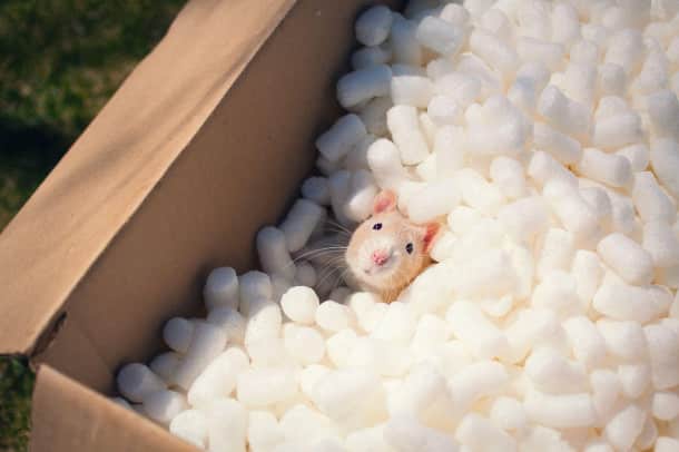 xx-Photos-That-Prove-Rats-Are-The-Cutest-Pets-Ever__880