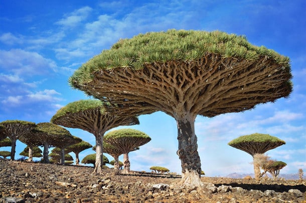 Dragonblood trees, socotra, Yemen