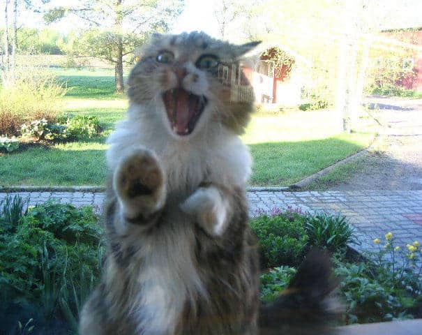 animals-asking-to-go-inside-17__605