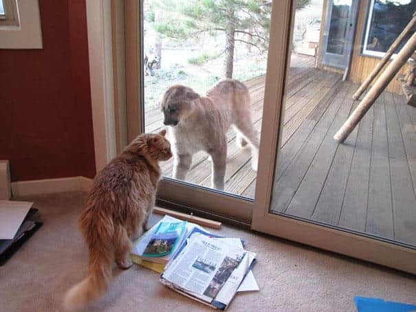 animals-asking-to-go-inside-20__605