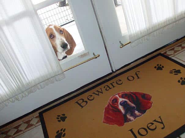 animals-asking-to-go-inside-29__605