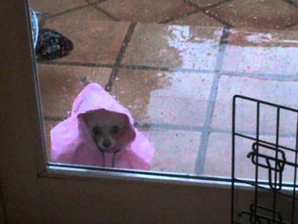 funny-animal-outside-door-let-me-in-1__605