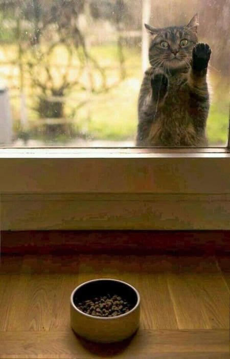 funny-animal-outside-door-let-me-in-21__605