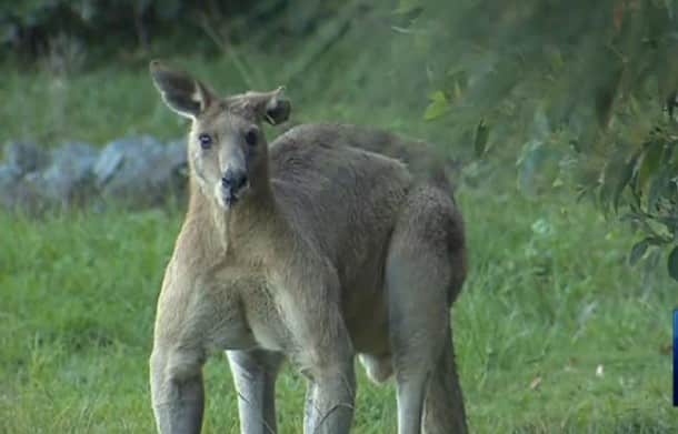 kangou australie