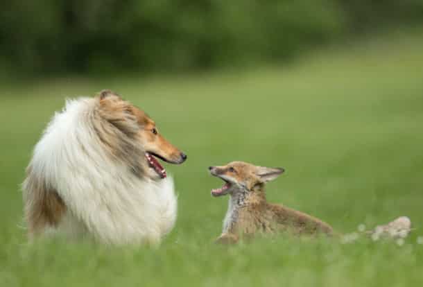 orphaned-fox-cub-adopted-dog-ziva-dinozzo-germany-12