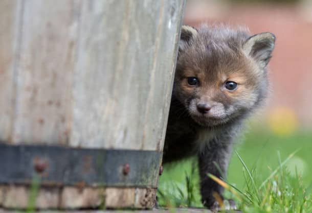 orphaned-fox-cub-adopted-dog-ziva-dinozzo-germany-18
