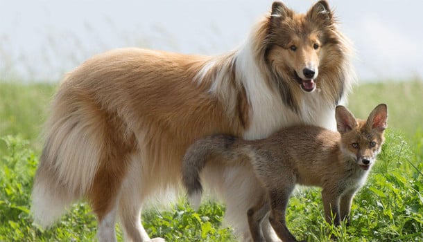 orphaned-fox-cub-adopted-dog-ziva-dinozzo-germany-2