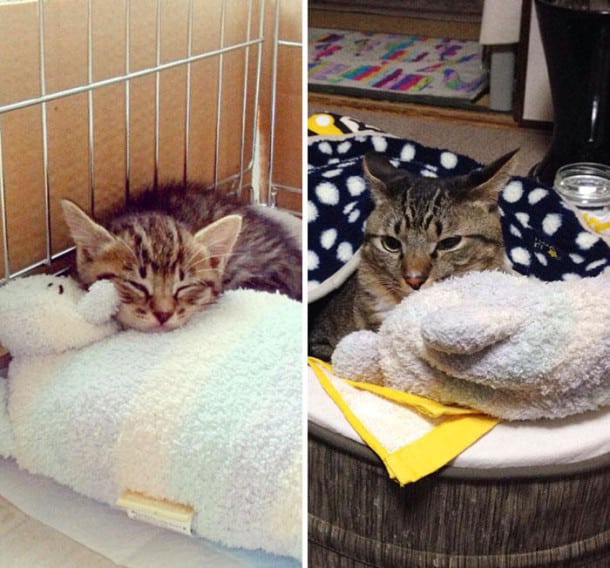 pets-growing-up-with-toys-12__700