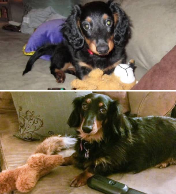 pets-growing-up-with-toys-19__700