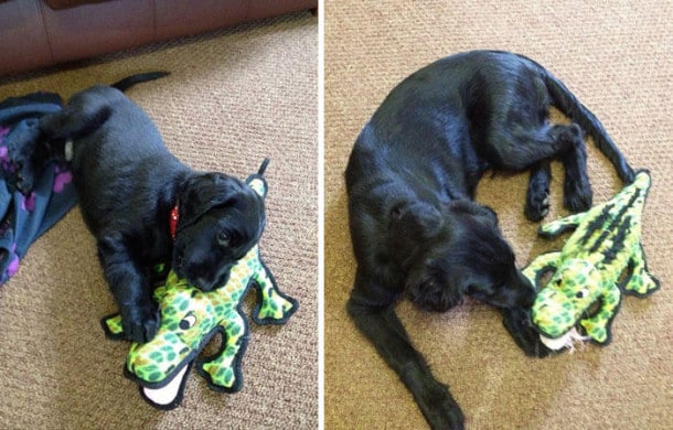 pets-growing-up-with-toys-20__700