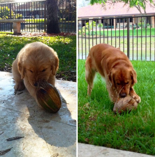 pets-growing-up-with-toys-9__700