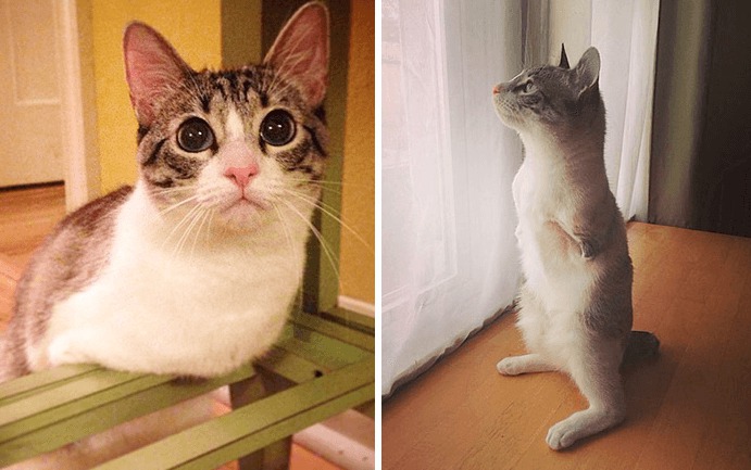 Cette Chatte Est Nee Avec Seulement Deux Pattes Tout La Predestinait A L Euthanasie Mais Elle A Fait Une Rencontre Qui A Tout Change