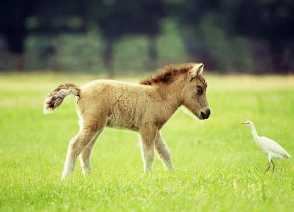 tiny-horses-19__605