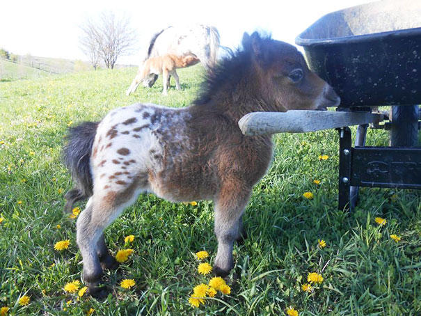 20 minis chevaux qui vont vous faire craquer