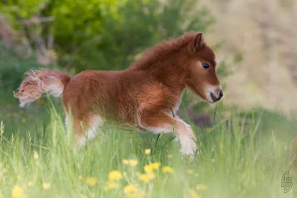 tiny-horses-27__605