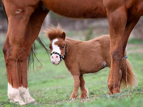 tiny-horses-8__605