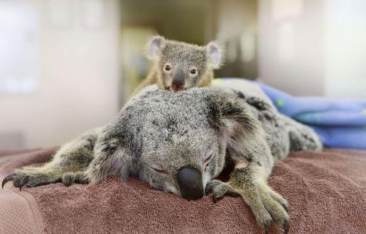 515x330_bebe-koala-reste-pres-mere-pendant-toute-operation