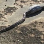 python