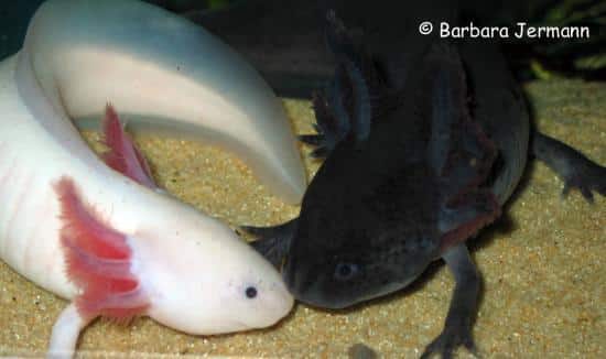 axolotl-noir