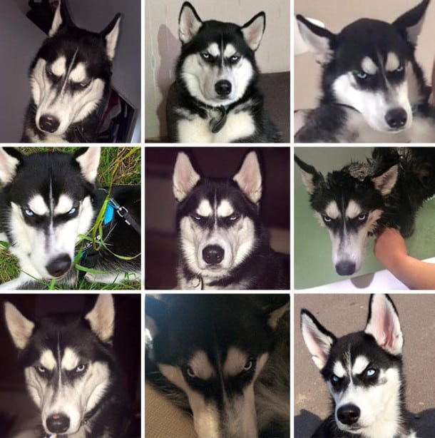 dog-tricked-facial-expression-anuko-husky-2-L