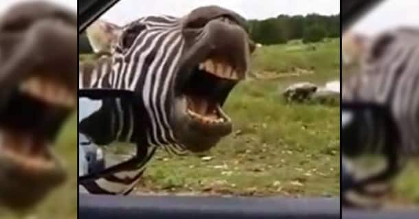 zebra