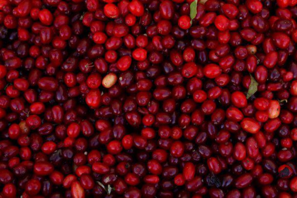 600772-certains-scientifiques-avancent-pourtant-certains