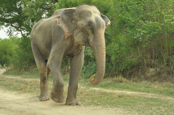 PAY-Raju-the-elephant-free-at-last