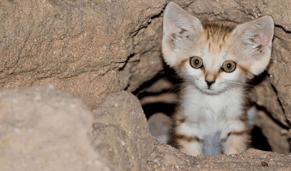 Le Chat Des Sables Le Seul Chat Qui Ne Grandit Jamais Vraiment On En A Tous Reve
