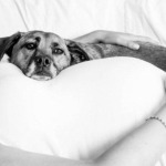 chiens