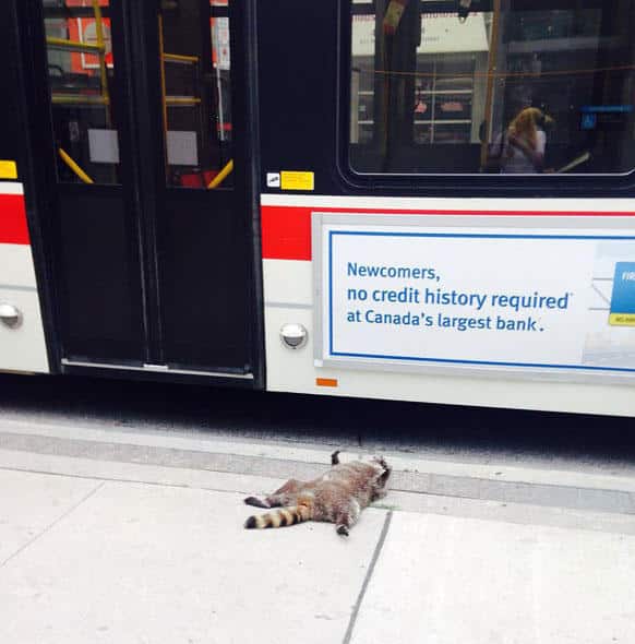 dead-raccoon-memorial-shrine-mourning-deadraccoonto-toronto-1