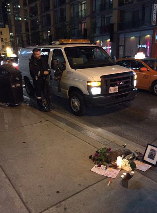 dead-raccoon-memorial-shrine-mourning-deadraccoonto-toronto-13