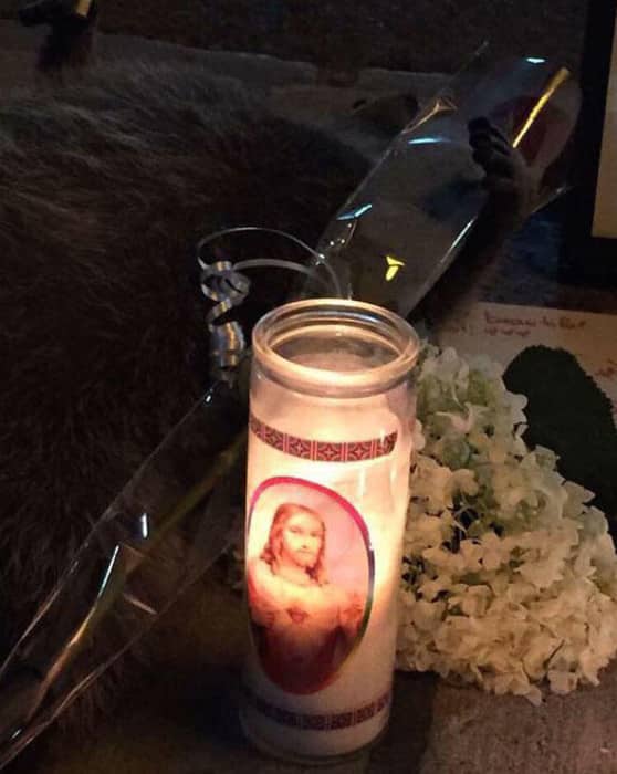 dead-raccoon-memorial-shrine-mourning-deadraccoonto-toronto-14