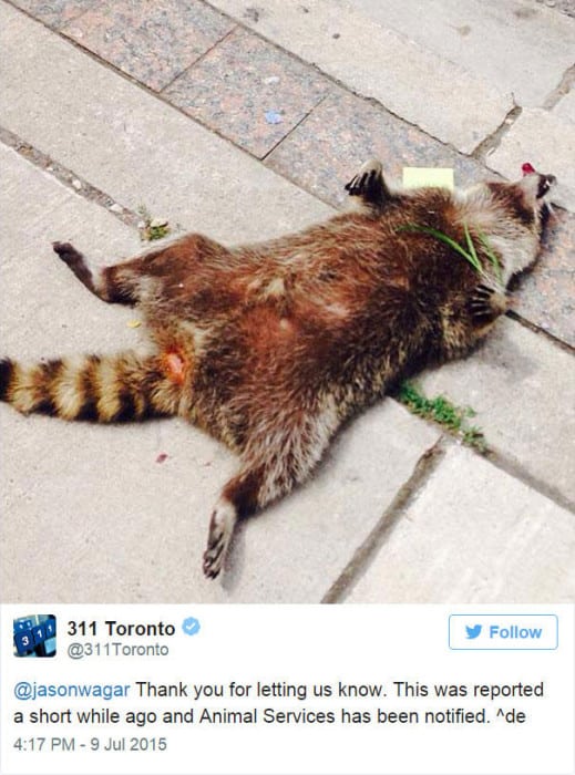 dead-raccoon-memorial-shrine-mourning-deadraccoonto-toronto-19