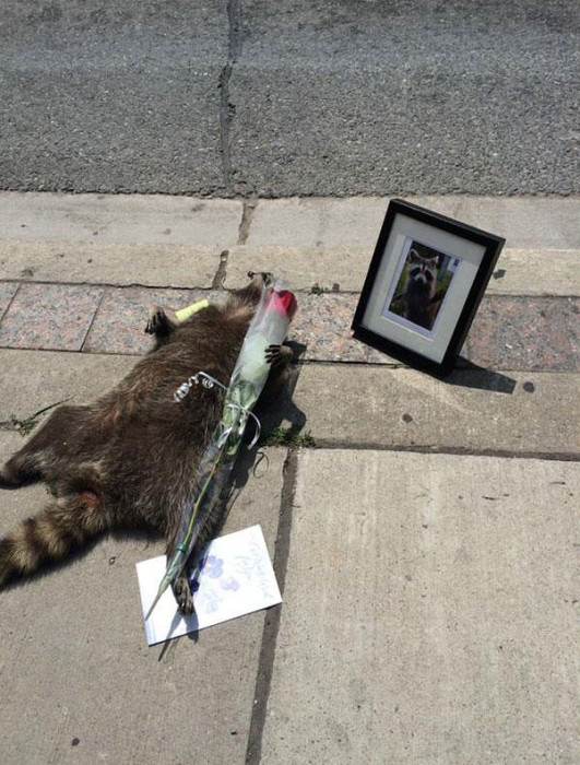 dead-raccoon-memorial-shrine-mourning-deadraccoonto-toronto-2