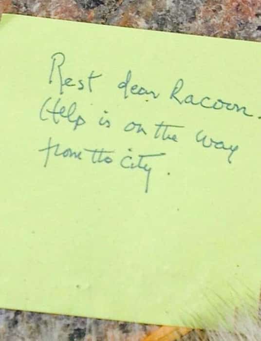 dead-raccoon-memorial-shrine-mourning-deadraccoonto-toronto-20